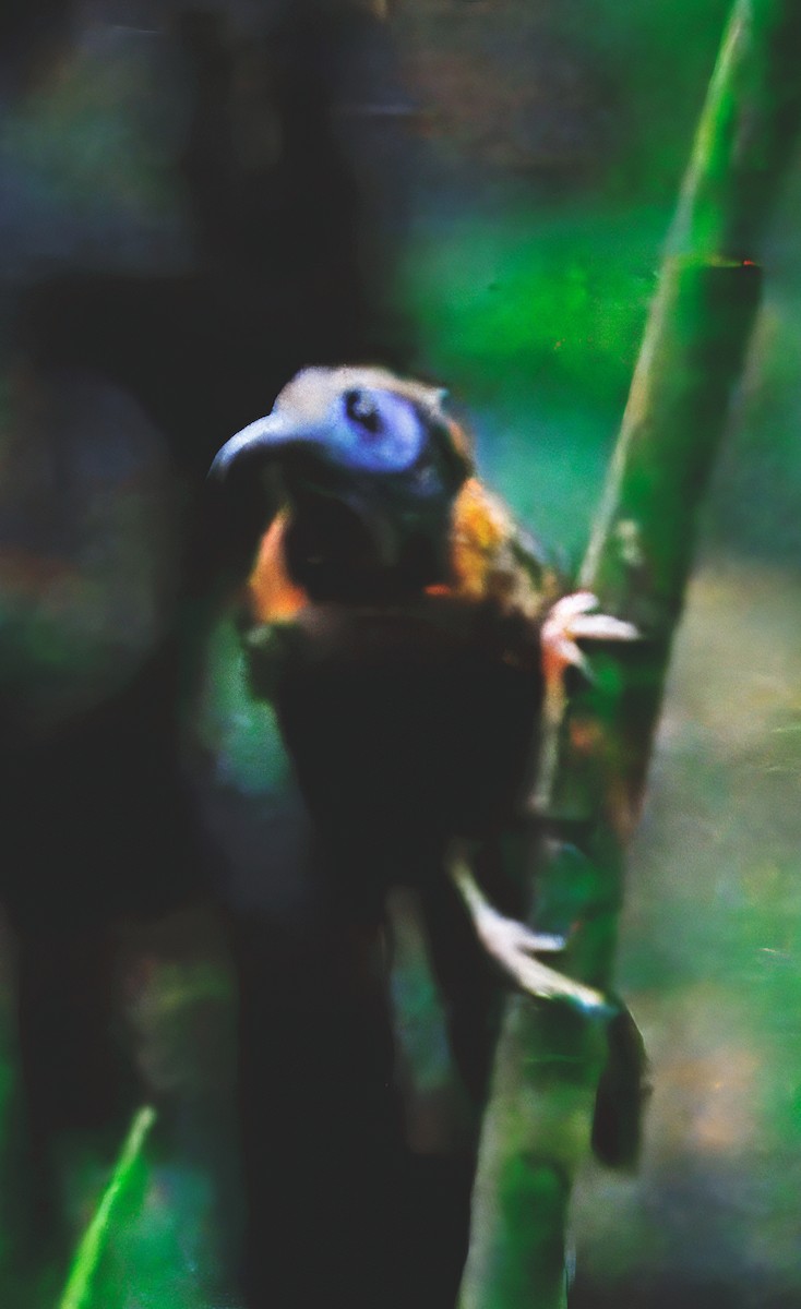 Ocellated Antbird - ML646766600