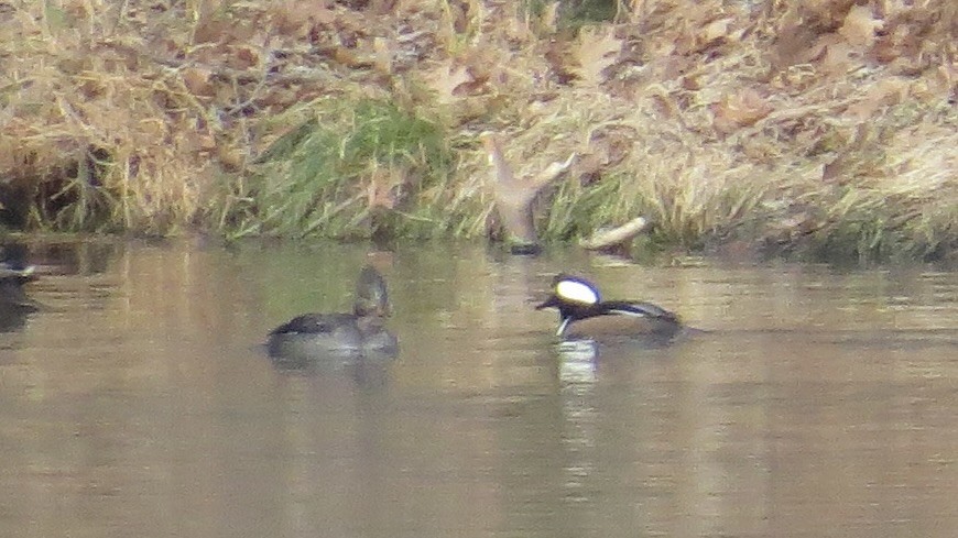 Hooded Merganser - ML646766601