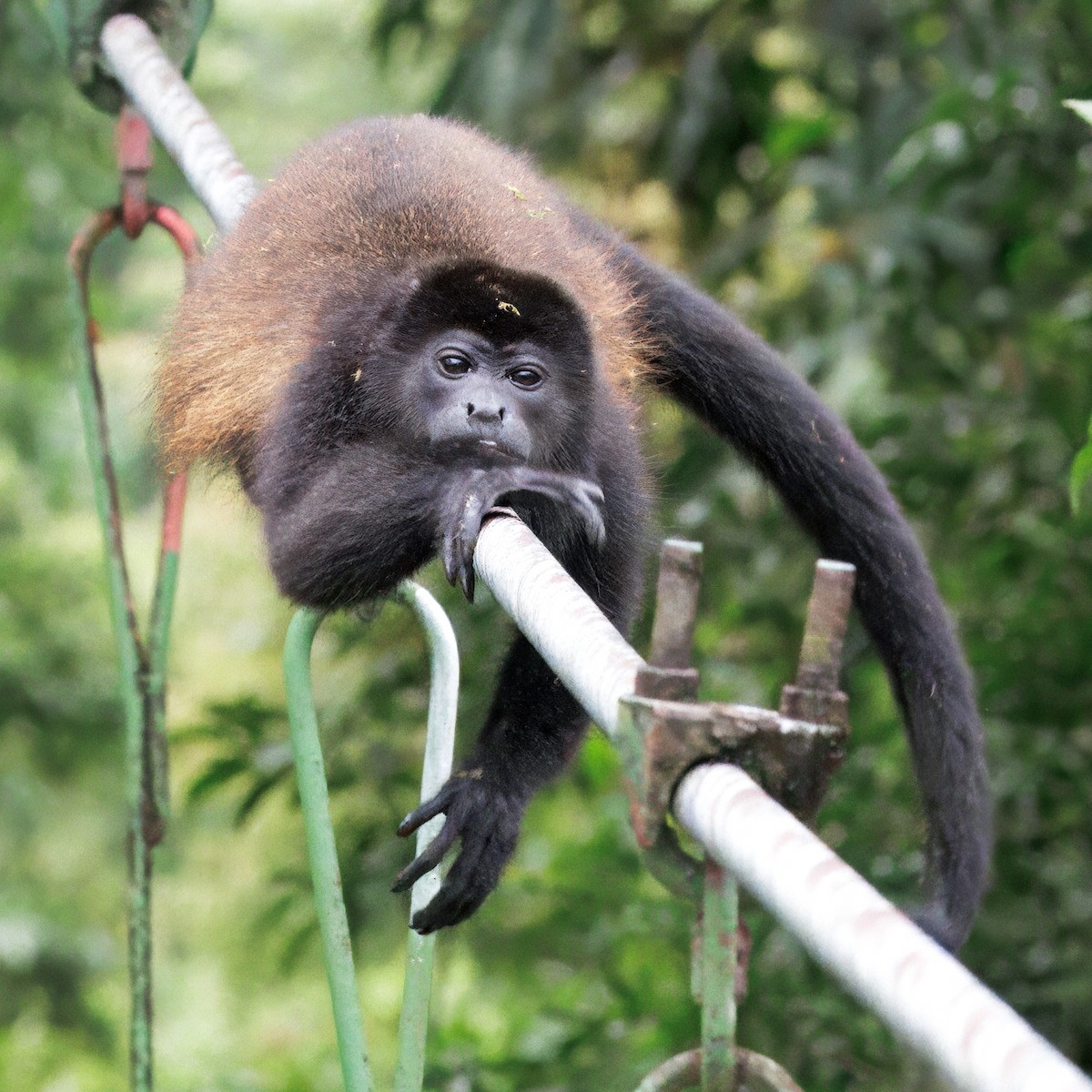 Mantled Howler Monkey - ML646766602