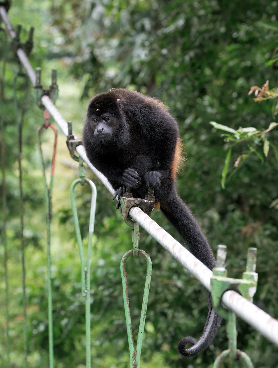 Mantled Howler Monkey - ML646766603