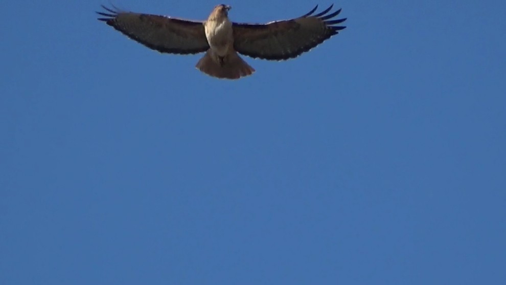 Red-tailed Hawk - ML646766604