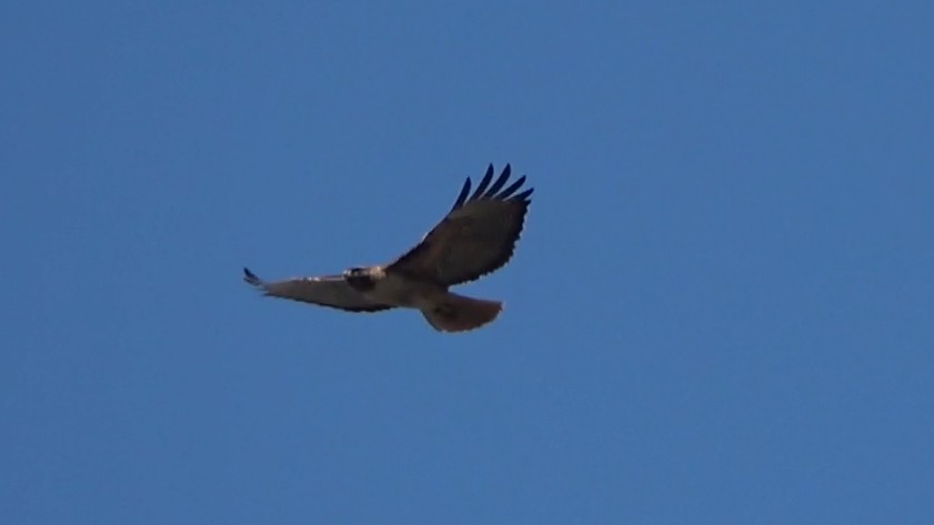 Red-tailed Hawk - ML646766605