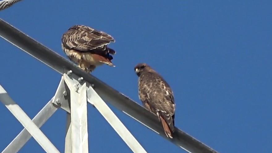 Red-tailed Hawk - ML646766606