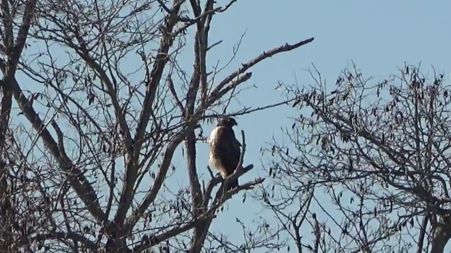 Red-tailed Hawk - ML646766607
