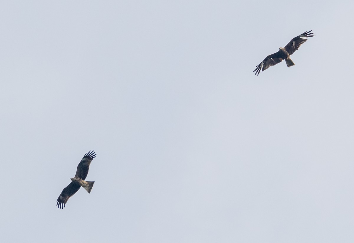 Black Kite (Black-eared) - ML646766612