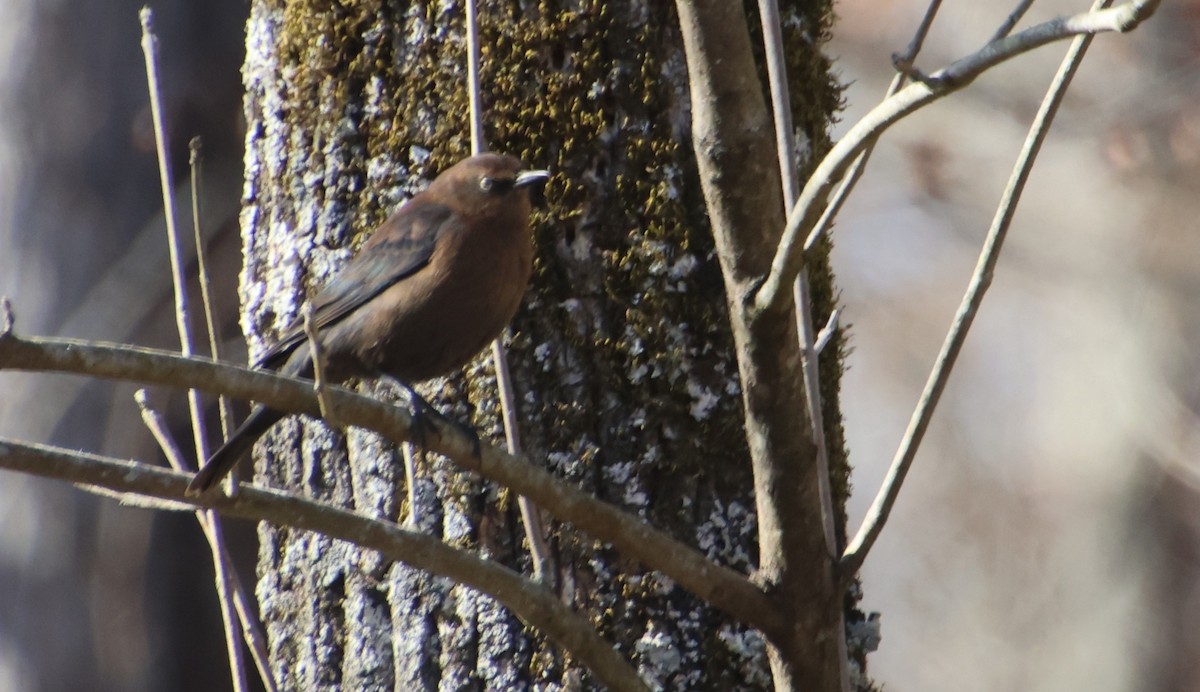 Rusty Blackbird - ML646766613