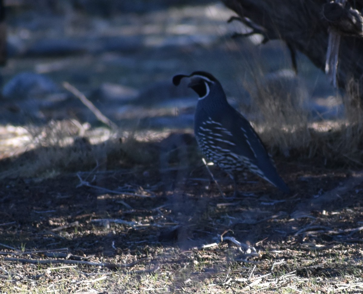 California Quail - ML646766614