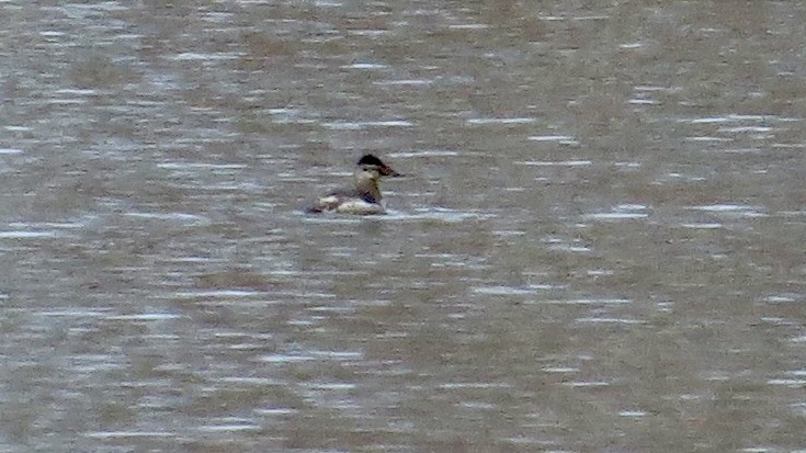 Ruddy Duck - ML646766615