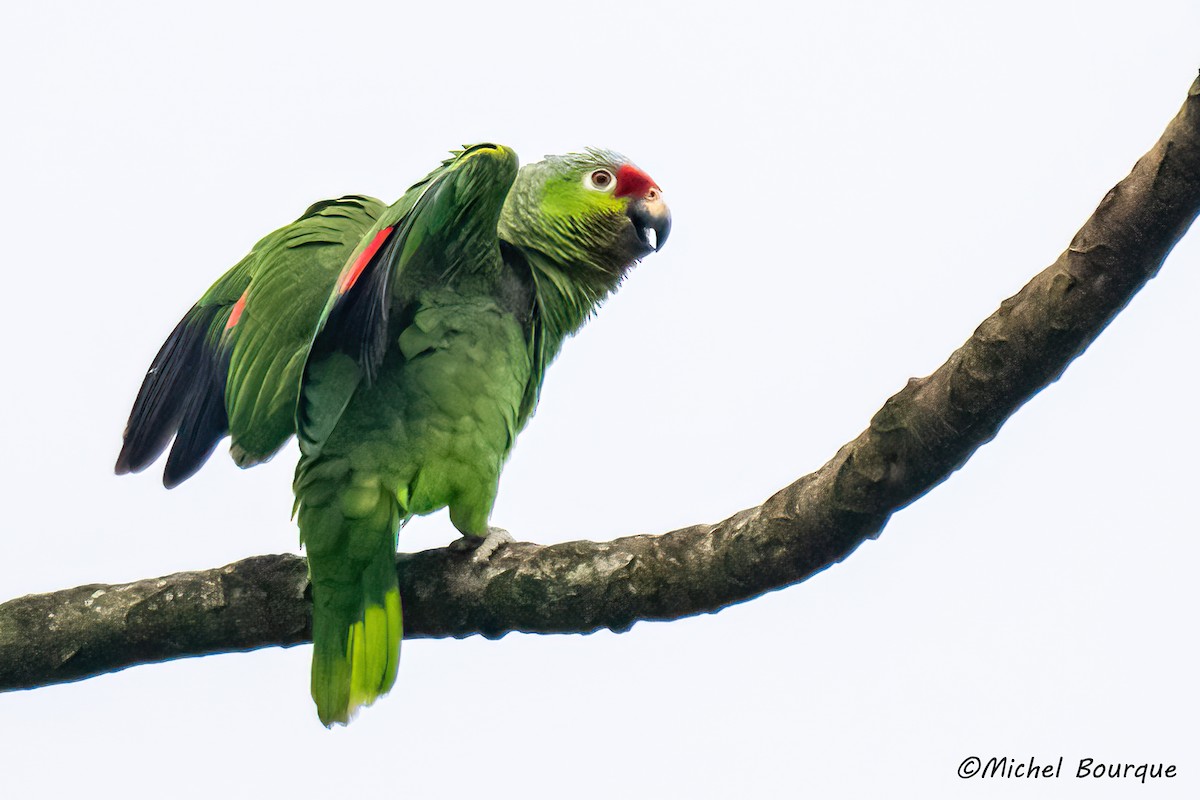 Red-lored Amazon - ML646766616