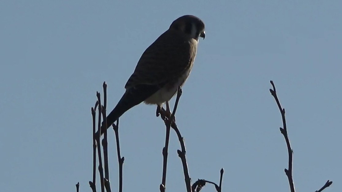 American Kestrel - ML646766617