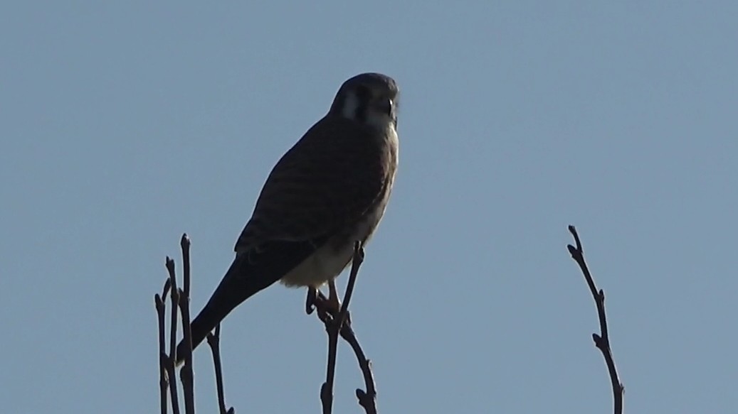 American Kestrel - ML646766618