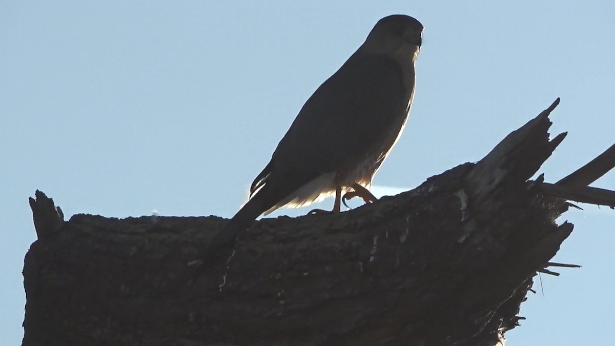 Merlin - ML646766620