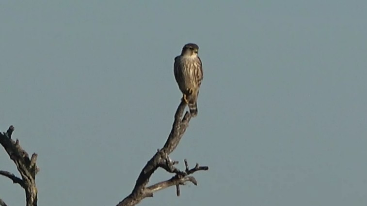 Merlin - ML646766621