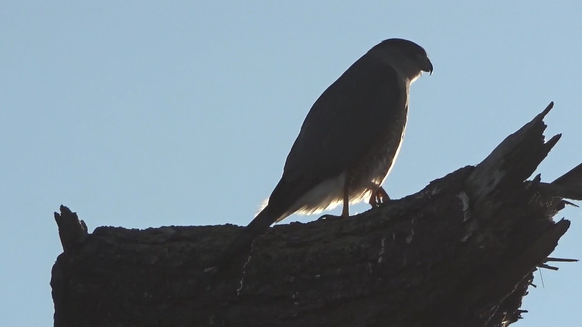 Merlin - ML646766622