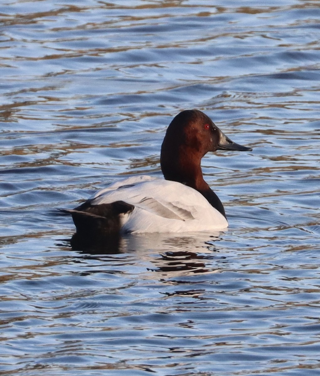 Fuligule à dos blanc - ML646766623