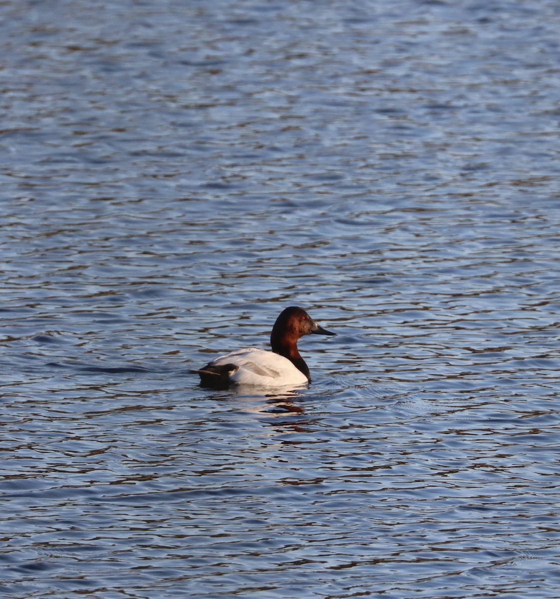 Fuligule à dos blanc - ML646766624