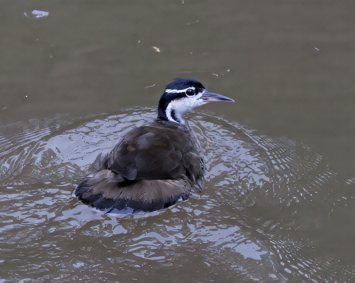 Sungrebe - ML646766625