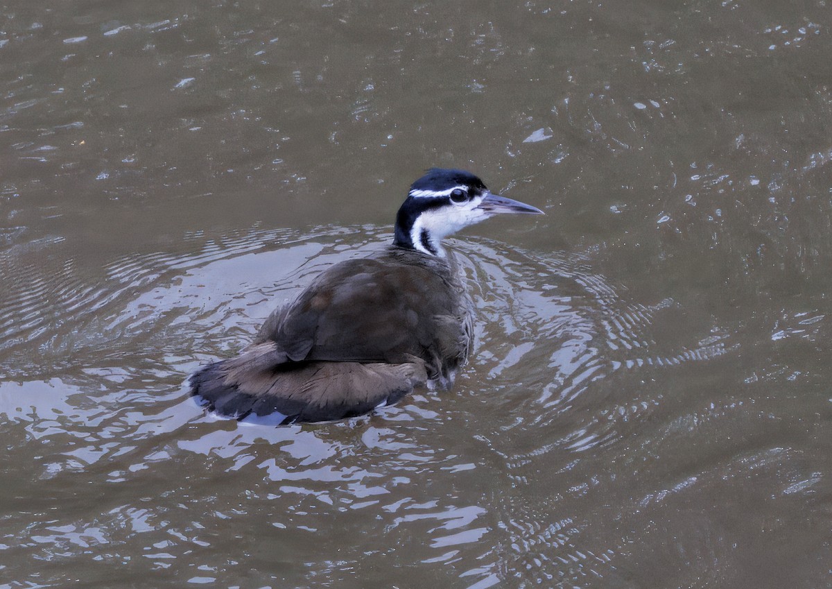 Sungrebe - ML646766626