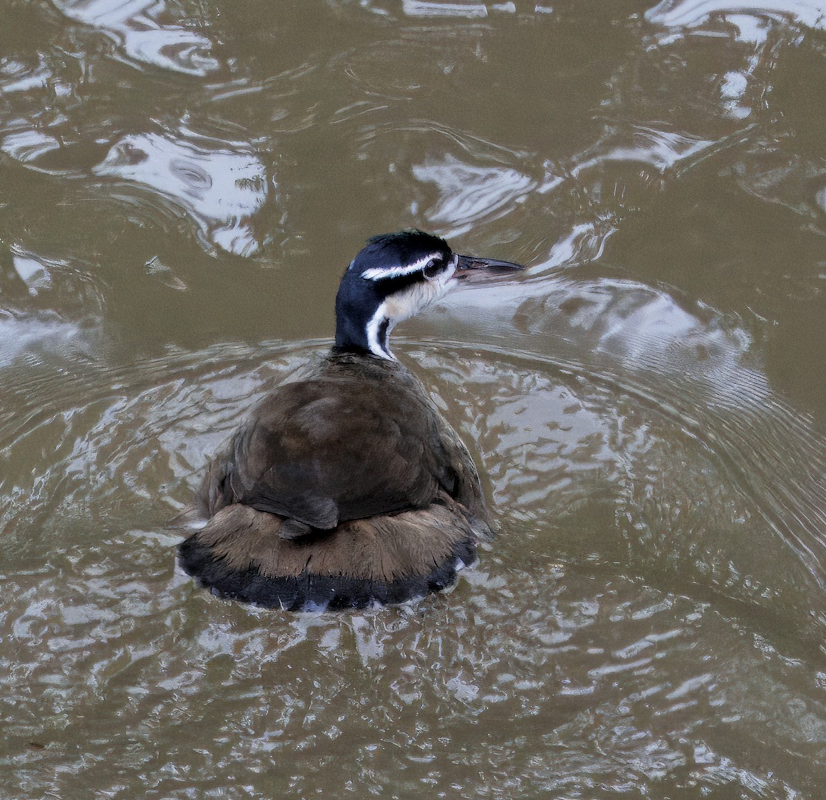 Sungrebe - ML646766627