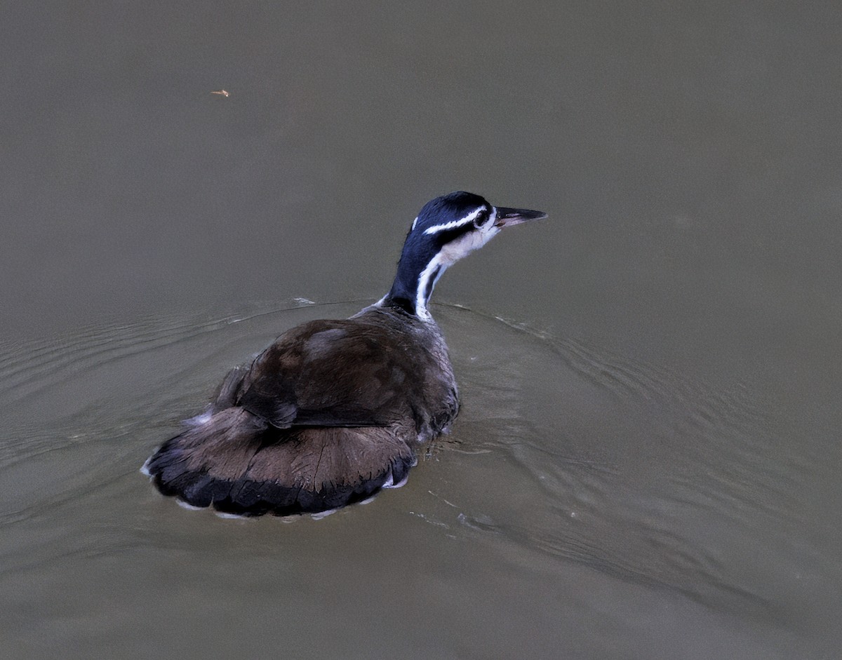 Sungrebe - ML646766628