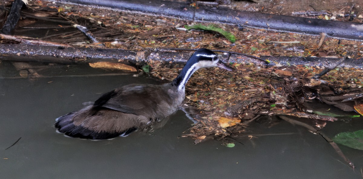 Sungrebe - ML646766629