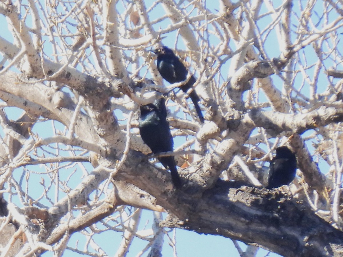 Пастбищный трупиал - ML646766630