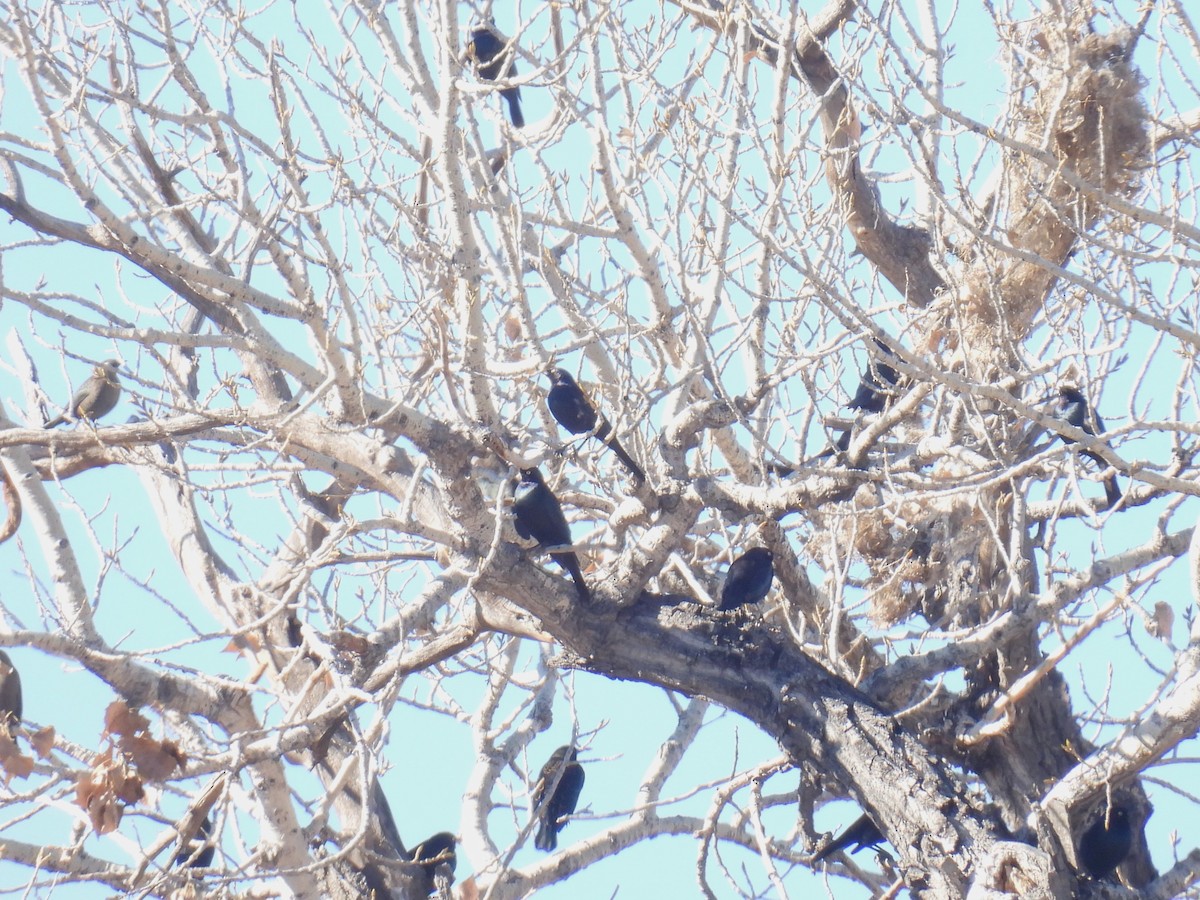 Пастбищный трупиал - ML646766631