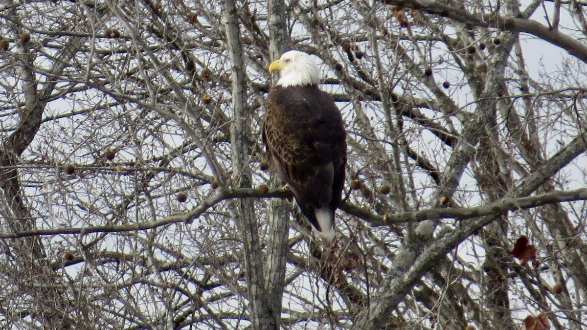Bald Eagle - ML646766632