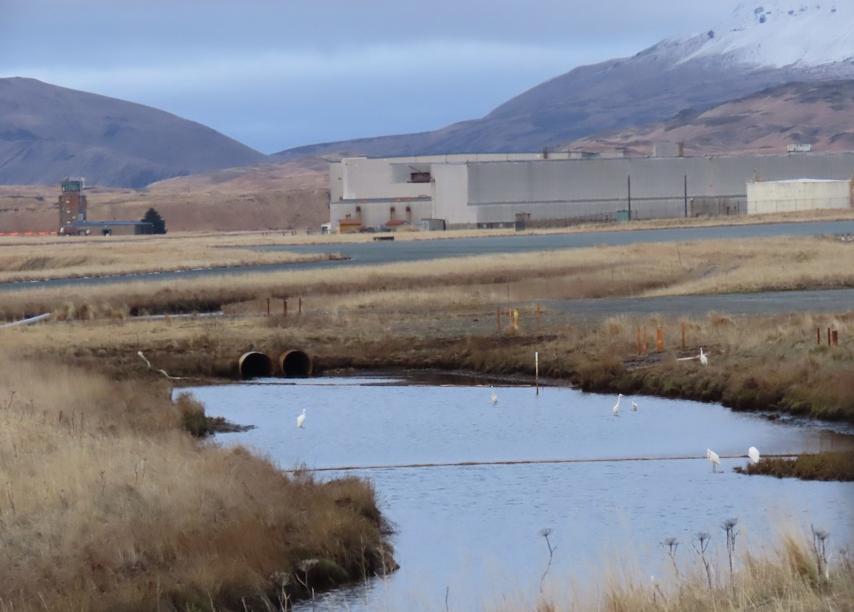 Büyük Ak Balıkçıl - ML646766633