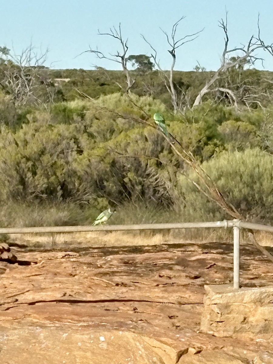 Australian Ringneck (Port Lincoln) - ML646766634