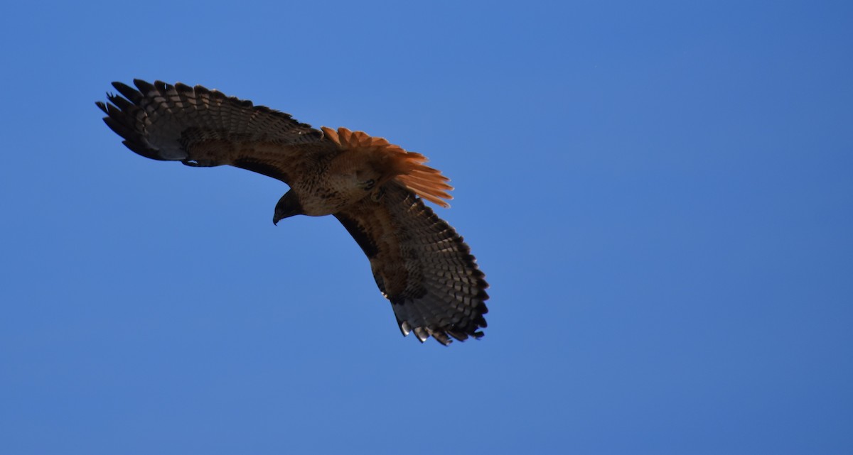 Red-tailed Hawk - ML646766635