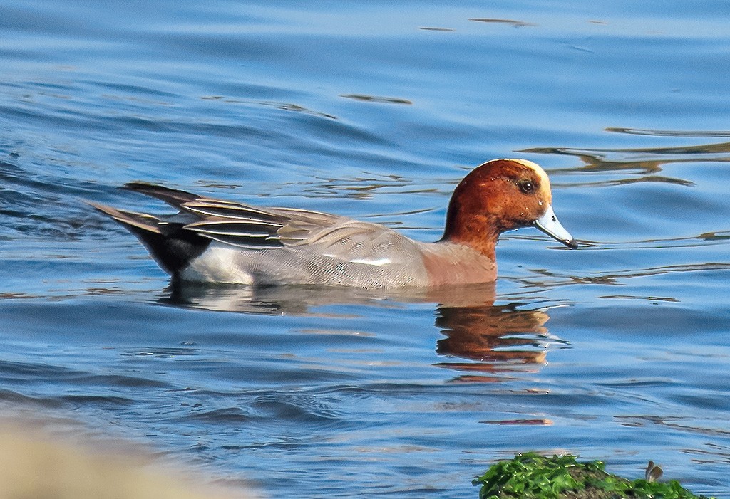 Eurasian Wigeon - ML646766639