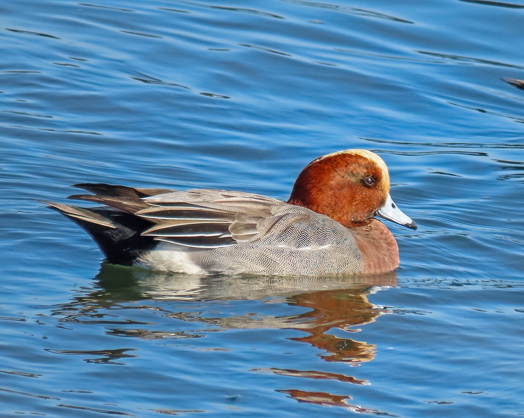 Eurasian Wigeon - ML646766640