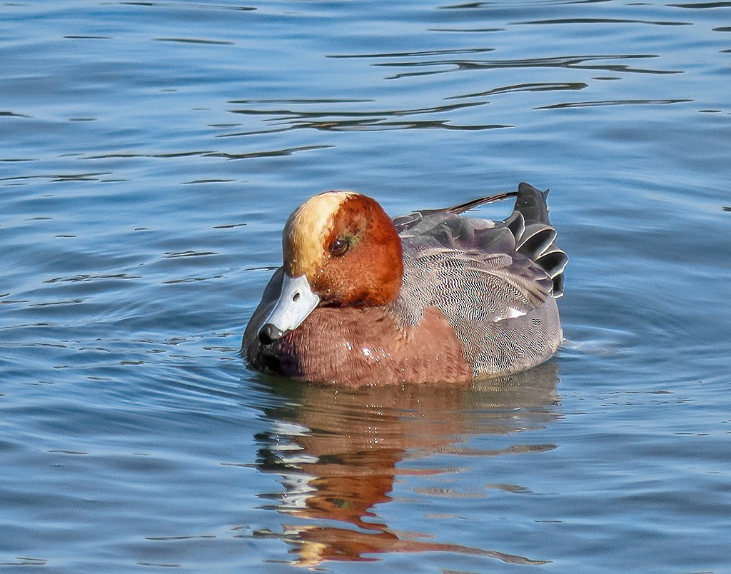 Eurasian Wigeon - ML646766641