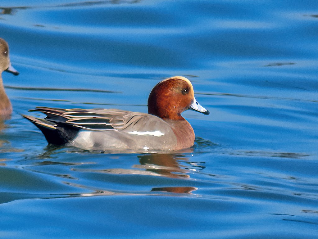Eurasian Wigeon - ML646766642