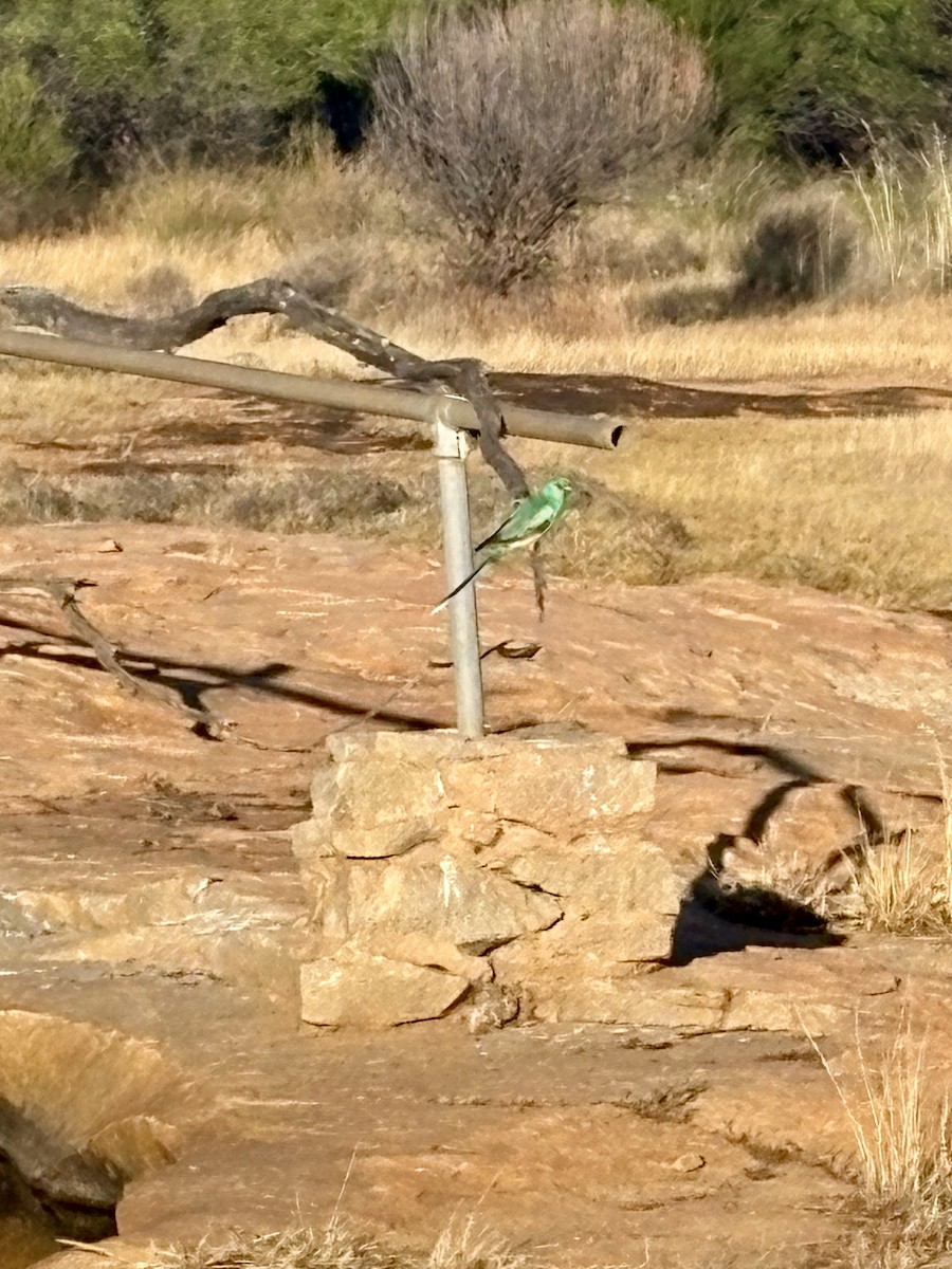 Australian Ringneck (Port Lincoln) - ML646766643