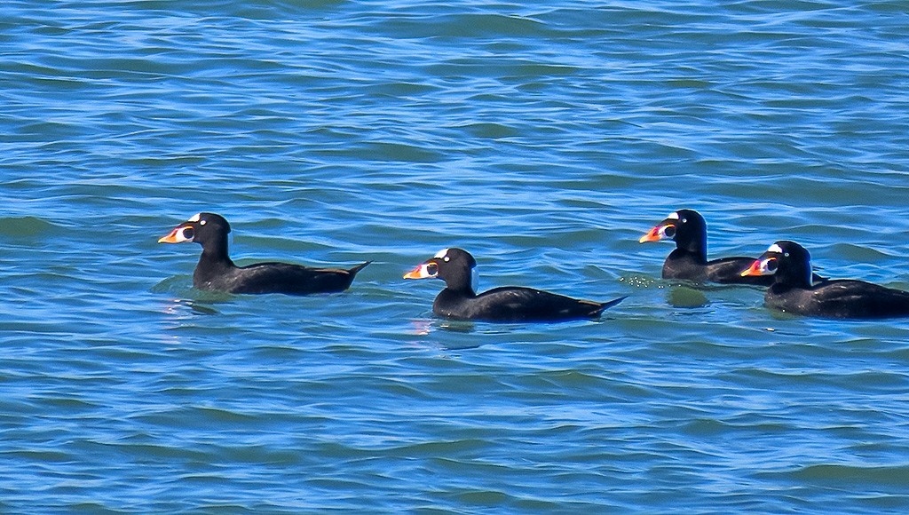 Surf Scoter - ML646766646