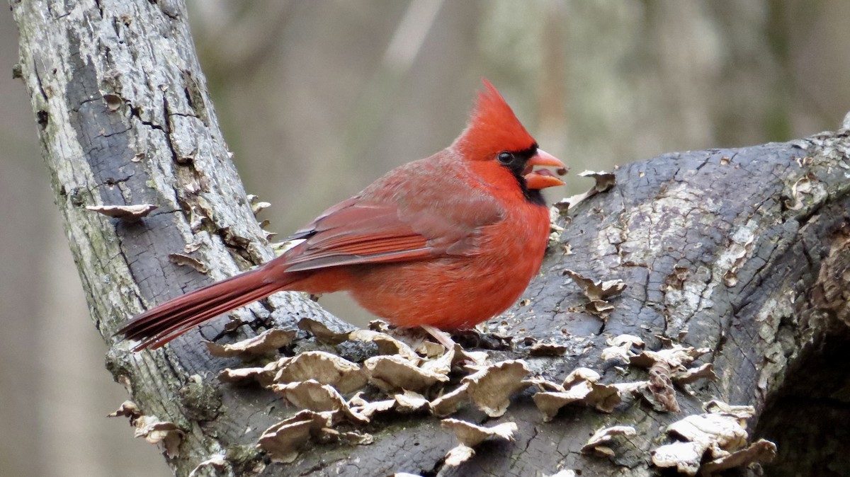 Northern Cardinal - ML646766647