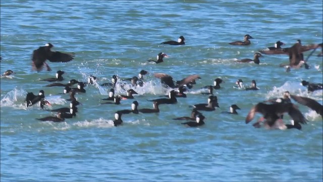 Surf Scoter - ML646766648
