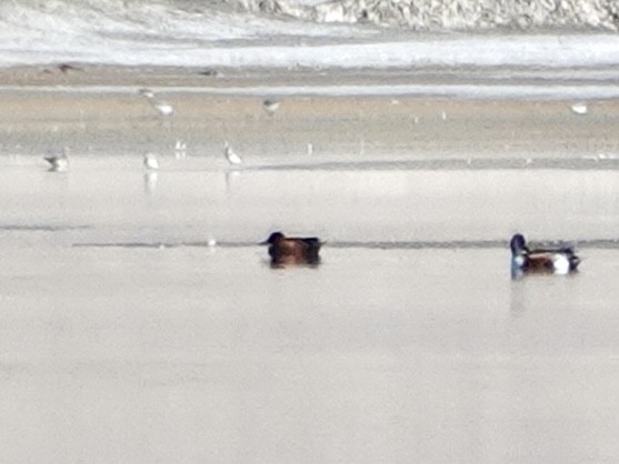 Cinnamon Teal - ML646766650