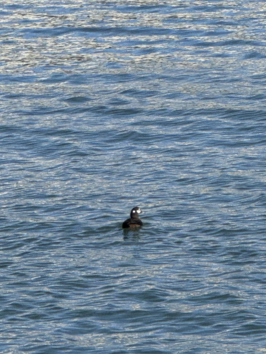 Ahate arlekina - ML646766651