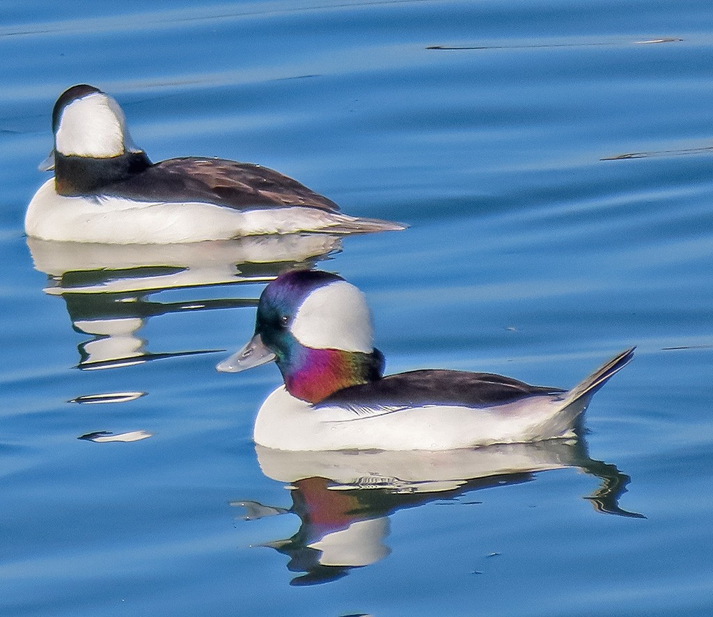 Ak Yanaklı Ördek - ML646766652