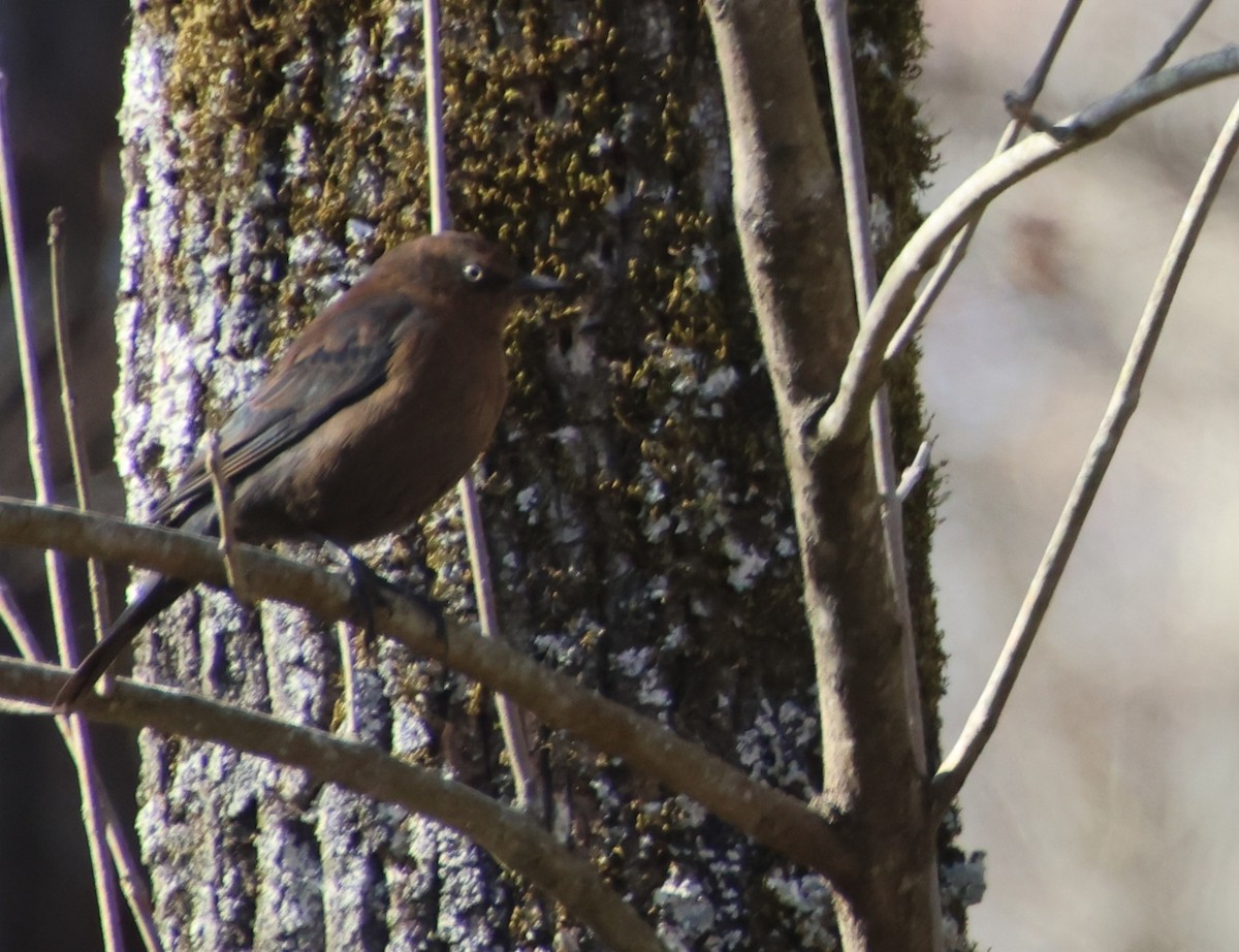 Rusty Blackbird - ML646766655