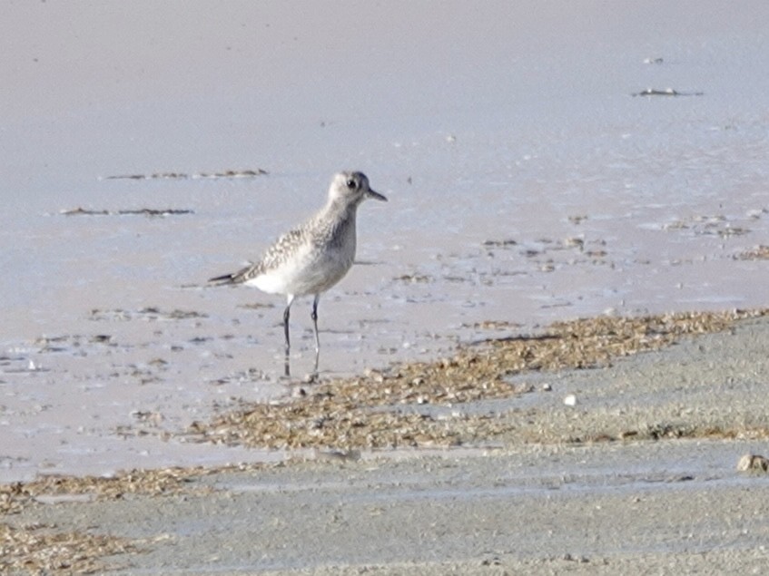 Black-bellied Plover - ML646766658