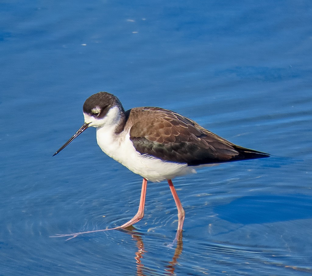 Maskeli Uzunbacak - ML646766659