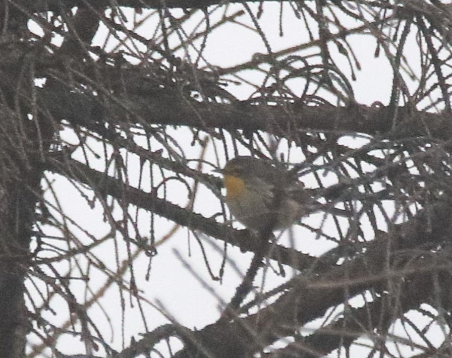 Paruline de Grace - ML646766661