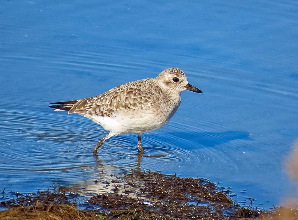 חופזי מנומר - ML646766662