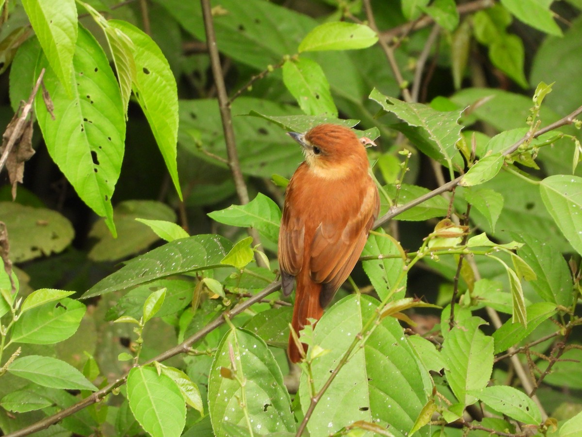 Cinnamon Becard - ML646766663