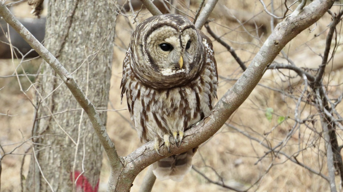 Barred Owl - ML646766664