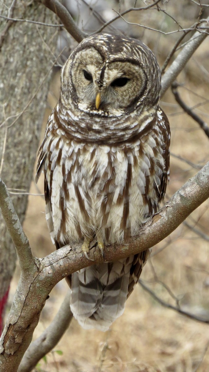 Barred Owl - ML646766665